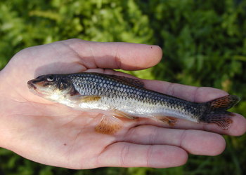 Gründling (Gobio gobio) - © Darko Grlica